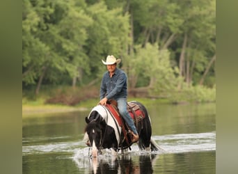 American Quarter Horse, Gelding, 12 years, 14,2 hh, Tobiano-all-colors