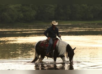 American Quarter Horse, Gelding, 12 years, 14,2 hh, Tobiano-all-colors