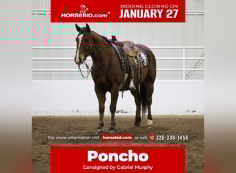 American Quarter Horse, Gelding, 12 years, 14.3 hh, Bay