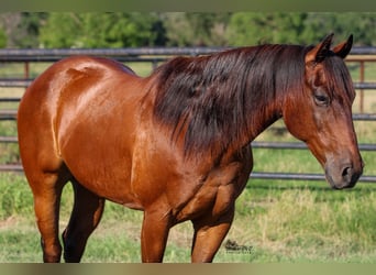 American Quarter Horse, Gelding, 12 years, 14.3 hh, Bay