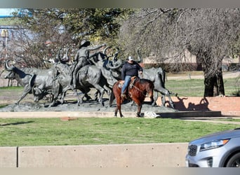 American Quarter Horse, Gelding, 12 years, 14,3 hh, Bay