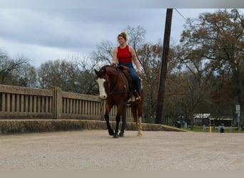 American Quarter Horse, Gelding, 12 years, 14.3 hh, Bay