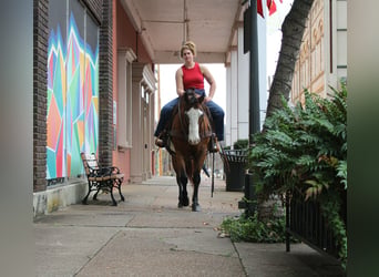 American Quarter Horse, Gelding, 12 years, 14.3 hh, Bay