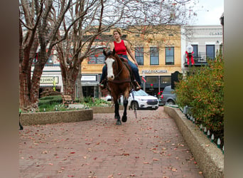 American Quarter Horse, Gelding, 12 years, 14.3 hh, Bay