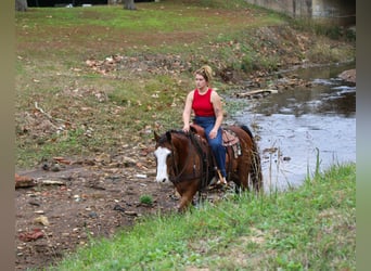 American Quarter Horse, Gelding, 12 years, 14.3 hh, Bay