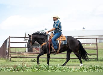 American Quarter Horse, Gelding, 12 years, 14,3 hh, Black