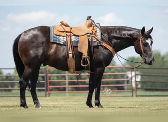 American Quarter Horse, Gelding, 12 years, 14,3 hh, Black