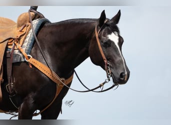 American Quarter Horse, Gelding, 12 years, 14,3 hh, Black