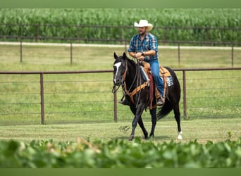 American Quarter Horse, Gelding, 12 years, 14,3 hh, Black