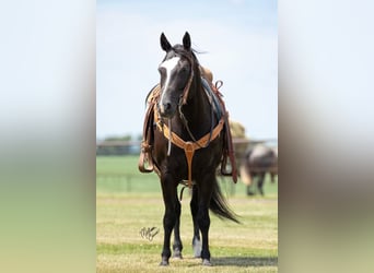 American Quarter Horse, Gelding, 12 years, 14,3 hh, Black