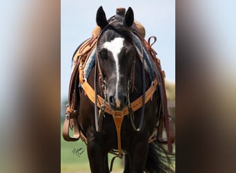 American Quarter Horse, Gelding, 12 years, 14,3 hh, Black