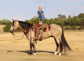 American Quarter Horse, Gelding, 12 years, 14,3 hh, Buckskin