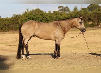 American Quarter Horse, Gelding, 12 years, 14,3 hh, Buckskin