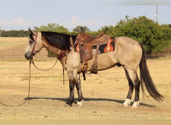 American Quarter Horse, Gelding, 12 years, 14,3 hh, Buckskin