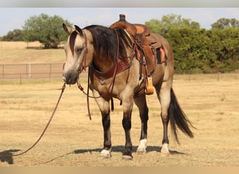 American Quarter Horse, Gelding, 12 years, 14,3 hh, Buckskin