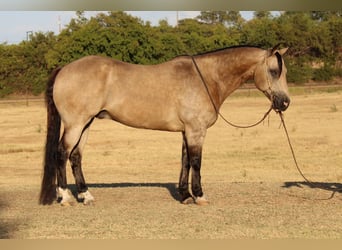 American Quarter Horse, Gelding, 12 years, 14,3 hh, Buckskin