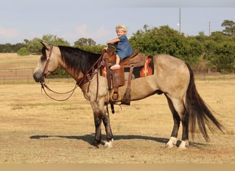 American Quarter Horse, Gelding, 12 years, 14,3 hh, Buckskin