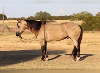 American Quarter Horse, Gelding, 12 years, 14,3 hh, Buckskin