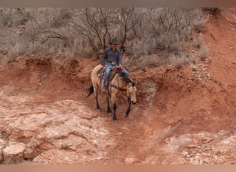 American Quarter Horse, Gelding, 12 years, 14,3 hh, Buckskin