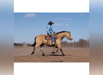 American Quarter Horse, Gelding, 12 years, 14,3 hh, Buckskin