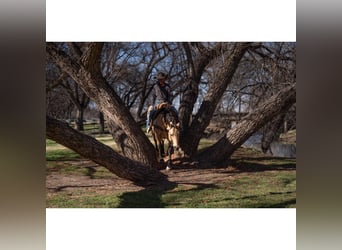 American Quarter Horse, Gelding, 12 years, 14,3 hh, Buckskin