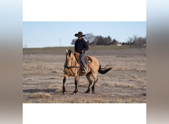 American Quarter Horse, Gelding, 12 years, 14,3 hh, Buckskin