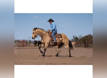 American Quarter Horse, Gelding, 12 years, 14,3 hh, Buckskin