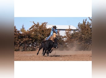 American Quarter Horse, Gelding, 12 years, 14,3 hh, Buckskin