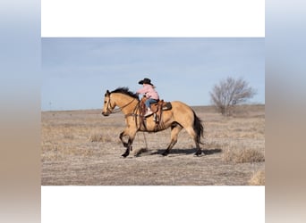 American Quarter Horse, Gelding, 12 years, 14,3 hh, Buckskin