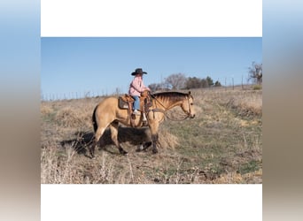 American Quarter Horse, Gelding, 12 years, 14,3 hh, Buckskin