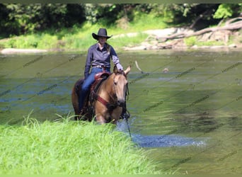 American Quarter Horse, Gelding, 12 years, 14.3 hh, Buckskin