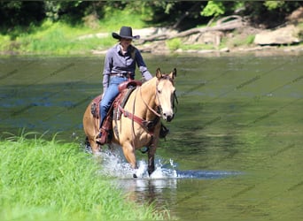 American Quarter Horse, Gelding, 12 years, 14.3 hh, Buckskin