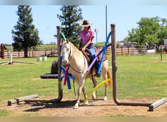 American Quarter Horse, Gelding, 12 years, 14,3 hh, Champagne