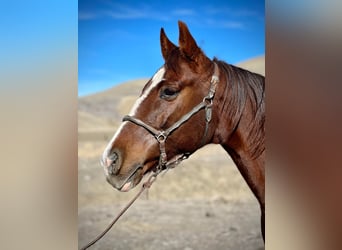 American Quarter Horse, Gelding, 12 years, 14.3 hh, Chestnut