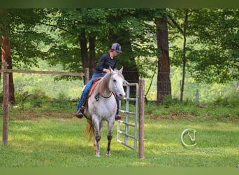 American Quarter Horse, Gelding, 12 years, 14.3 hh, Gray