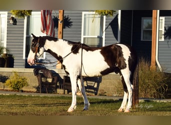 American Quarter Horse, Gelding, 12 years, 14.3 hh, Overo-all-colors