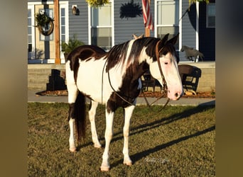 American Quarter Horse, Gelding, 12 years, 14.3 hh, Overo-all-colors