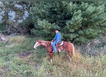 American Quarter Horse, Wallach, 12 Jahre, 14,3 hh, Overo-alle-Farben