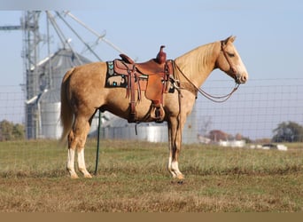 American Quarter Horse, Gelding, 12 years, 14.3 hh, Palomino