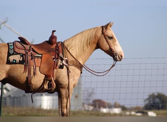American Quarter Horse, Gelding, 12 years, 14.3 hh, Palomino