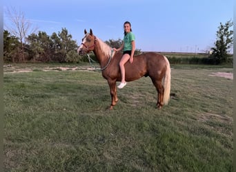 American Quarter Horse, Gelding, 12 years, 14.3 hh, Palomino