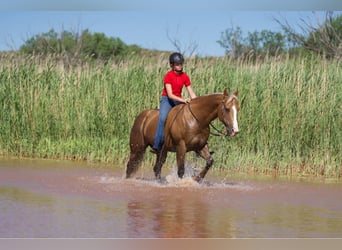 American Quarter Horse, Gelding, 12 years, 14.3 hh, Palomino