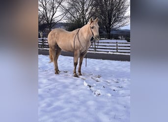 American Quarter Horse, Gelding, 12 years, 14,3 hh, Palomino