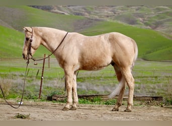 American Quarter Horse, Gelding, 12 years, 14.3 hh, Palomino