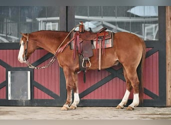 American Quarter Horse, Gelding, 12 years, 14.3 hh, Red Dun