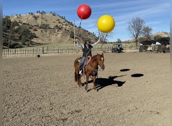 American Quarter Horse, Gelding, 12 years, 14,3 hh, Red Dun