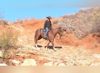 American Quarter Horse, Gelding, 12 years, 14,3 hh, Roan-Red