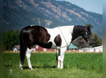 American Quarter Horse, Gelding, 12 years, 14.3 hh, Tobiano-all-colors