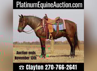 American Quarter Horse, Gelding, 12 years, 14 hh, Brown
