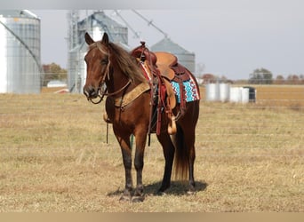American Quarter Horse, Gelding, 12 years, 14 hh, Brown